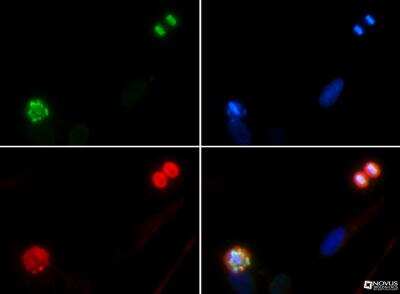 Immunocytochemistry/ Immunofluorescence: Histone H4 [p Ser1] Antibody - BSA Free [NB21-2000]
